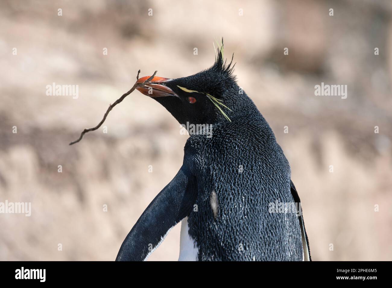 A Southern Rock Hopper Penquin, Eudyptes Chrysocome, carrying a stick at Saunders Island, part of The Falkland Islands. Stock Photo