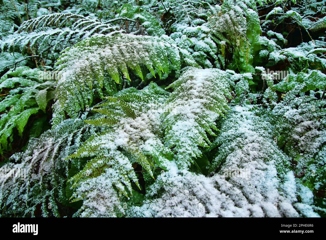 Early snow. Autumn thickets of ferns are covered with snow unexpected for the south, subtropical forest Stock Photo
