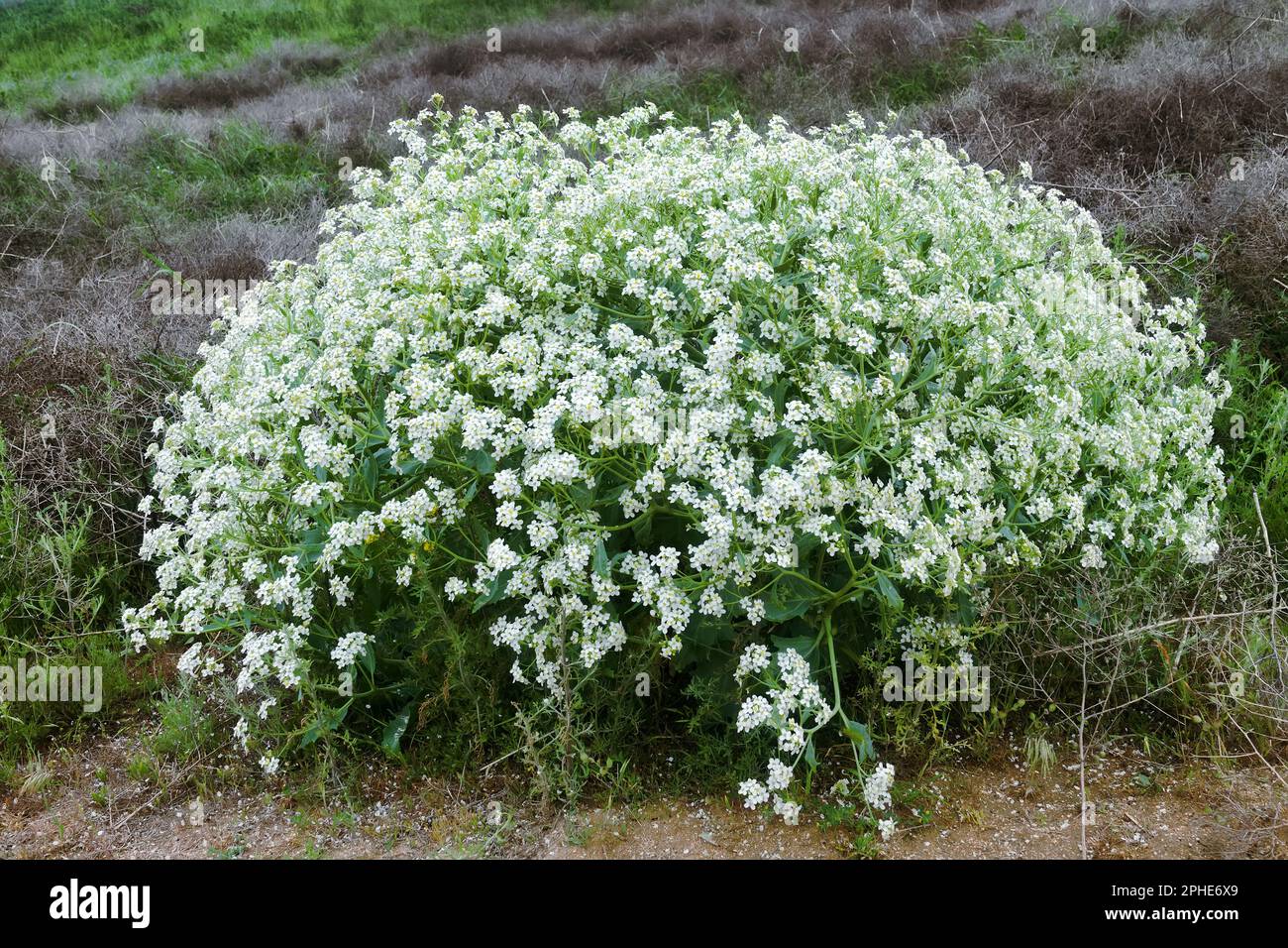 Russian sea kale (Crambe tatarica) blooms on coast of Sea of Azov