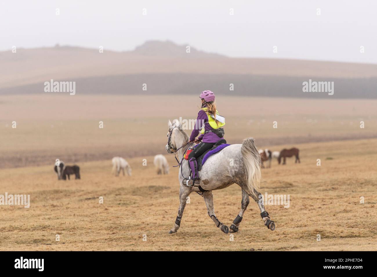 Endurance long distance horse rider on Bodmin Moor Stock Photo