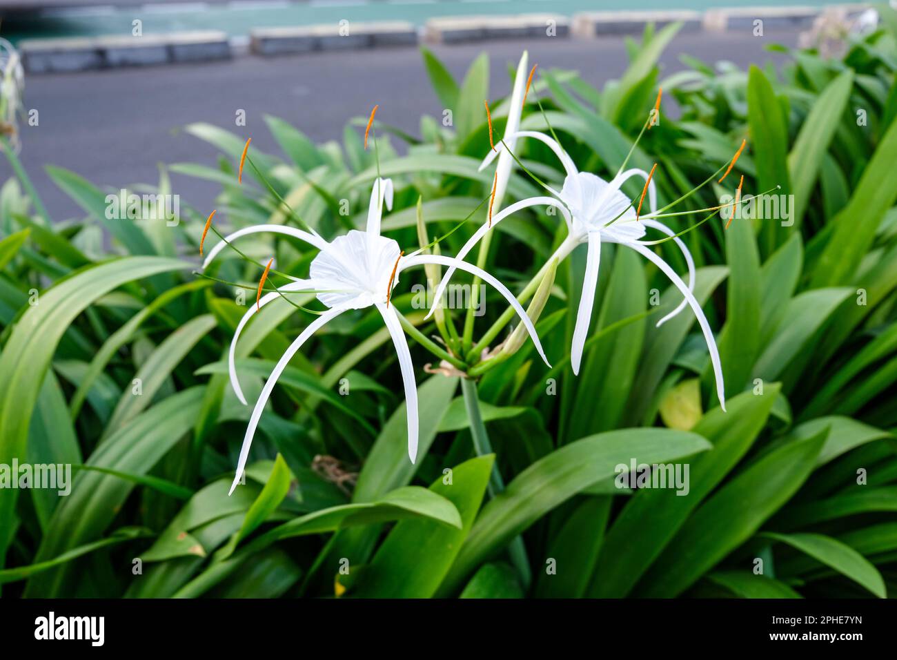 Beautiful looking beach spider lily flower. Flowers that look like