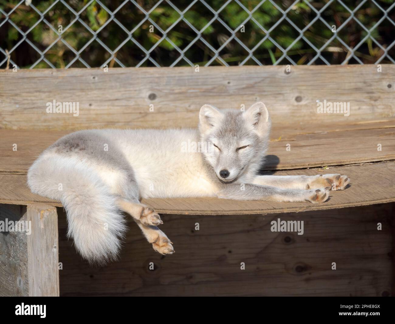 Young white Arctic Fox (white fox, polar fox, snow fox, Vulpes lagopus