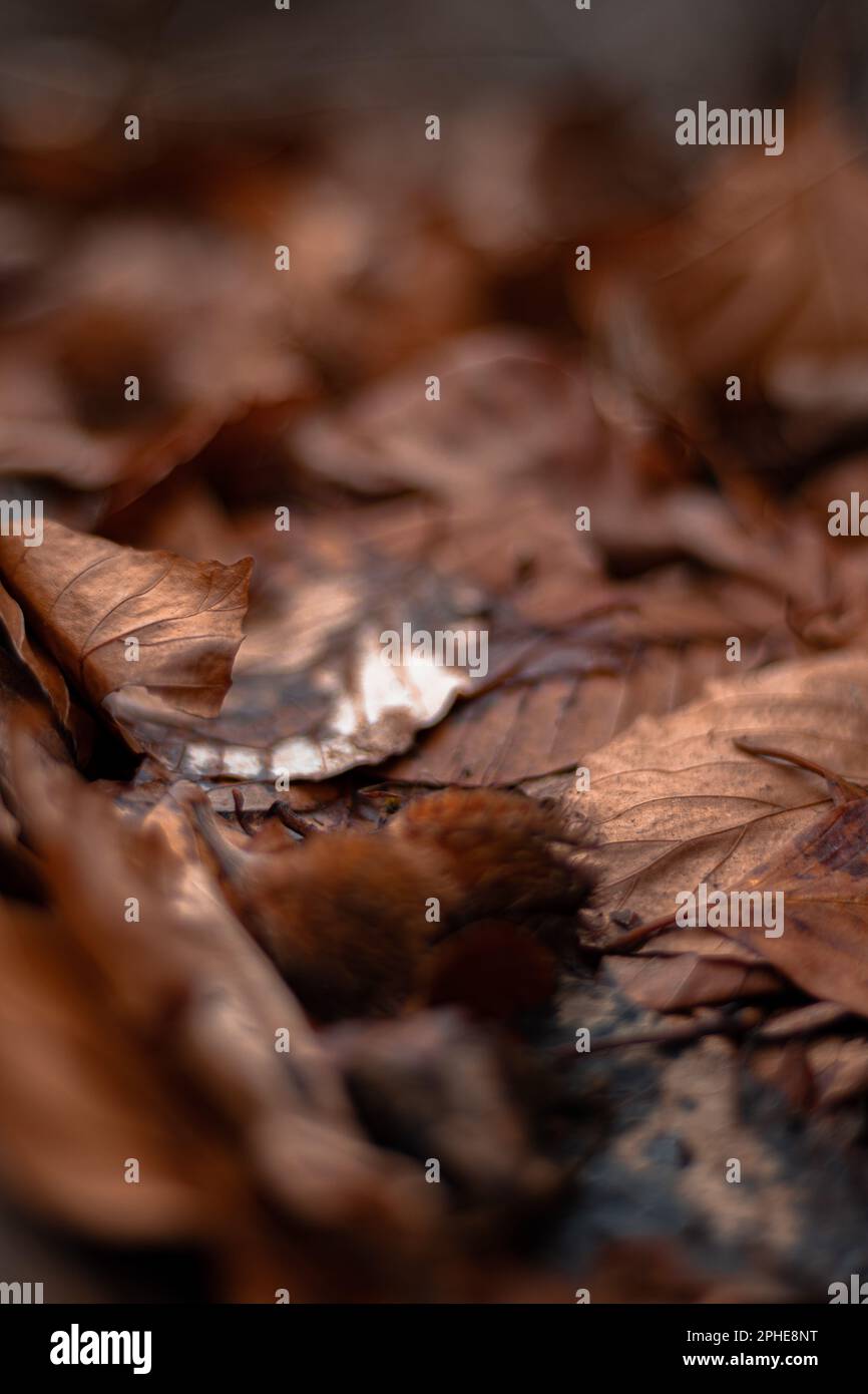 A pile of autumn leaves are scattered across the ground Stock Photo - Alamy