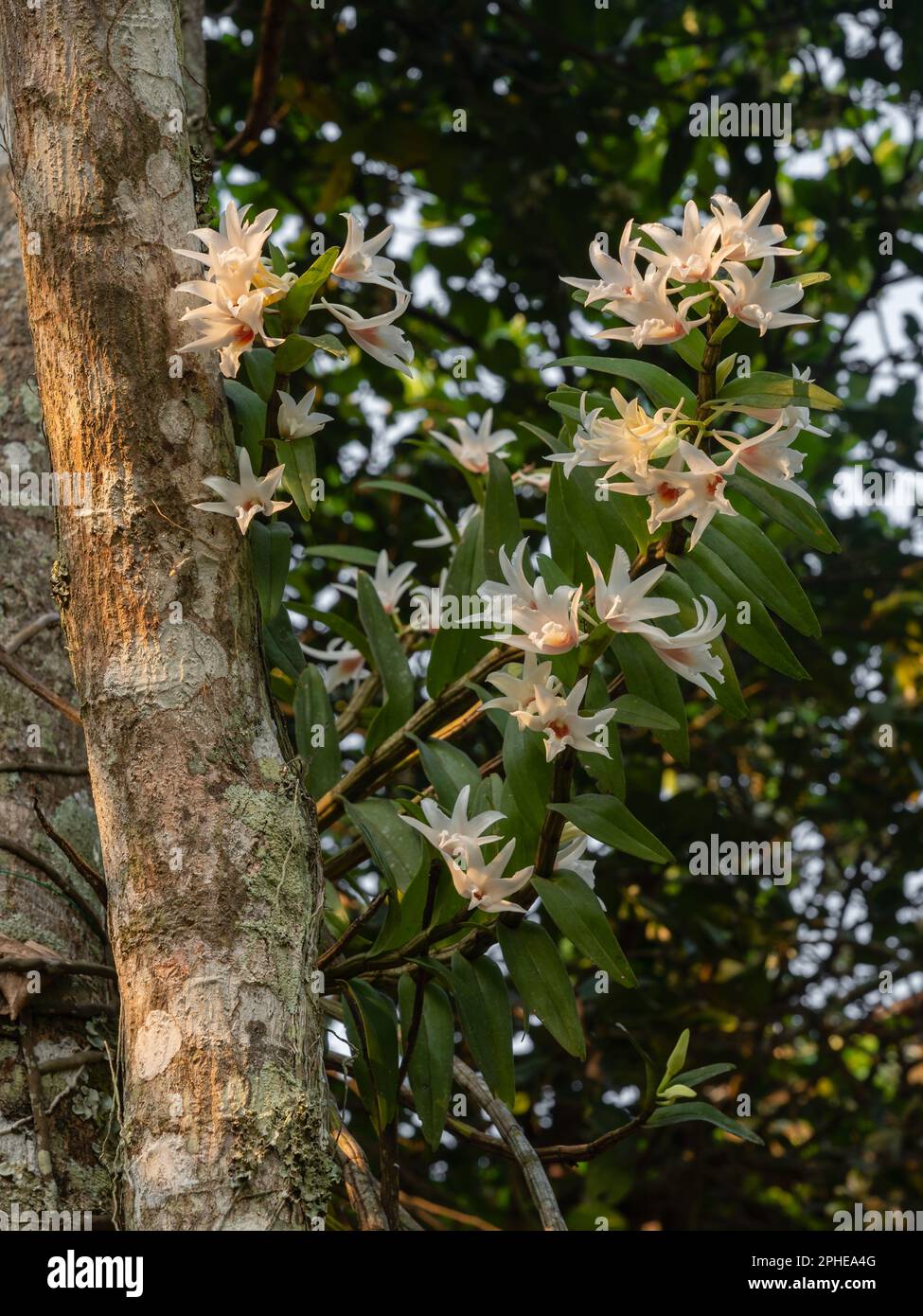Vertical view of beautiful white and orange red dendrobium draconis epiphytic orchid species blooming on tree in tropical garden Stock Photo