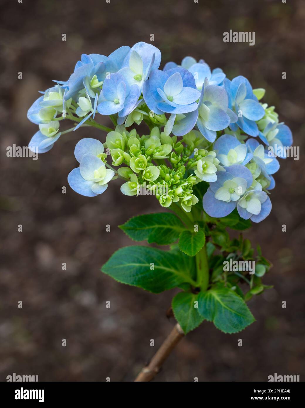 Hydrangea macrophylla white hi-res stock photography and images - Alamy