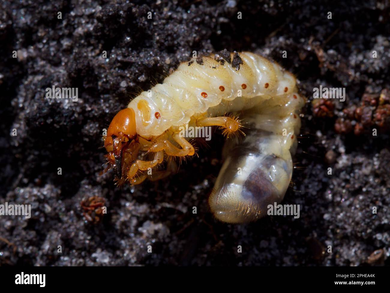 Closeup of May beetle grub, lying black earth Stock Photo