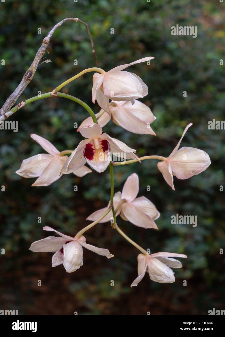 Closeup view of tropical epiphytic orchid species dendrobium pulchellum aka charming dendrobium creamy white and purple flowers blooming outdoors Stock Photo