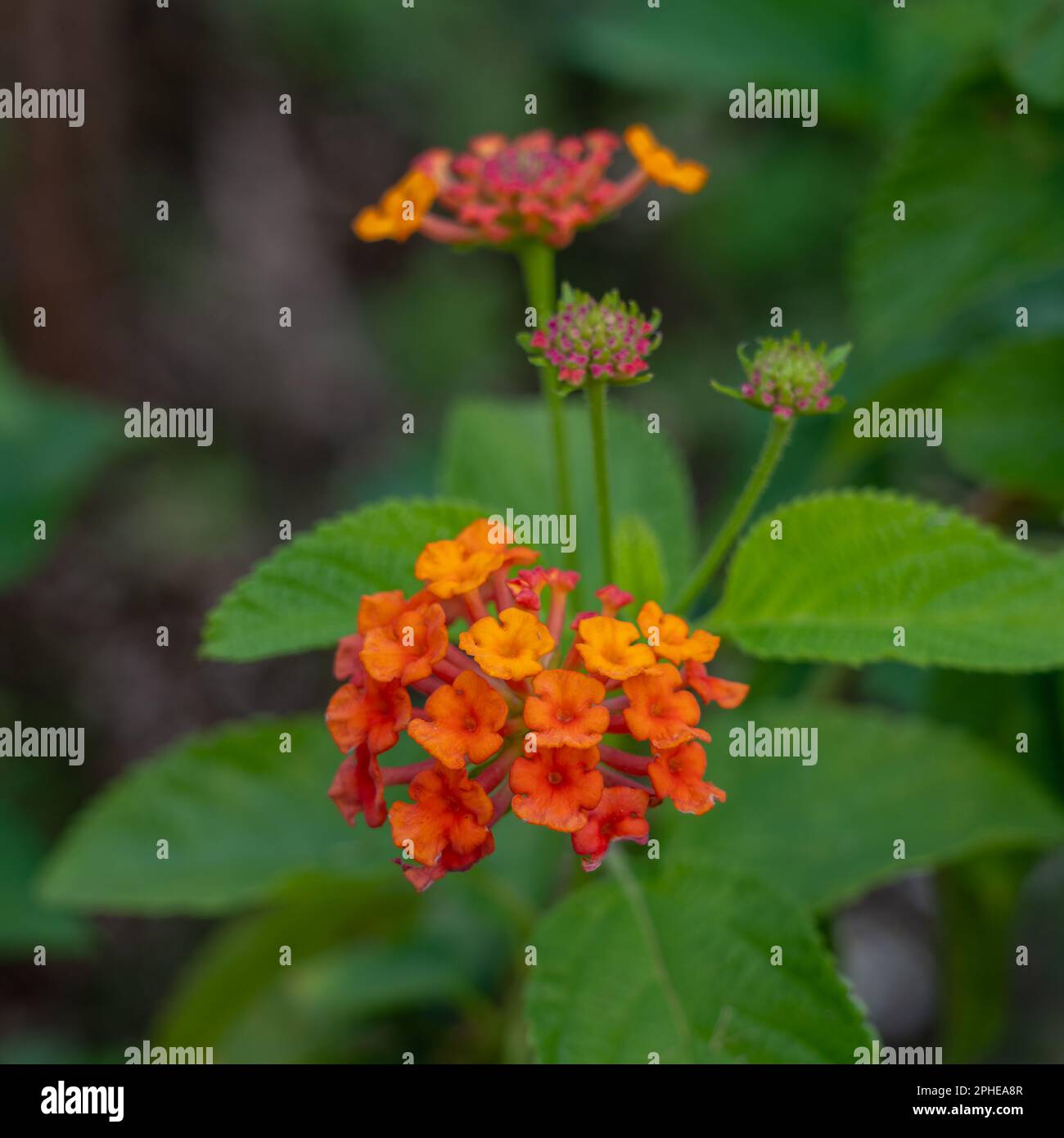 Orange lantana camara flower orange hires stock photography and images