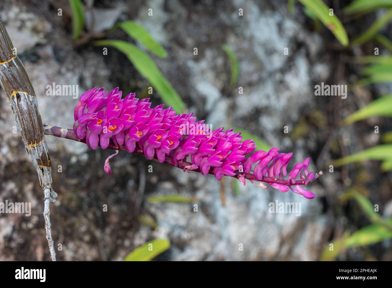 Closeup view of bright pink and orange flowers of wild tropical epiphytic orchid species dendrobium secundum aka toothbrush orchid blooming on rock Stock Photo