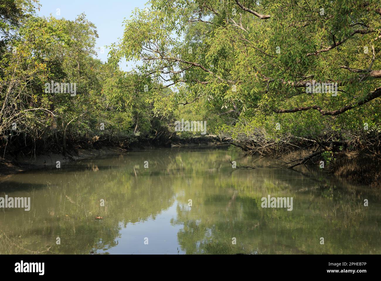 A canal in Sundarbans.Sundarbans is the biggest natural mangrove forest in the world. Stock Photo