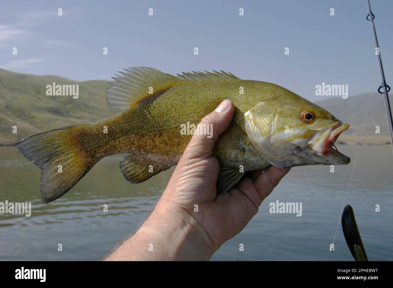 Smallmouth Bass, Brownlee reservoir. on the Snake River,Oregon Stock