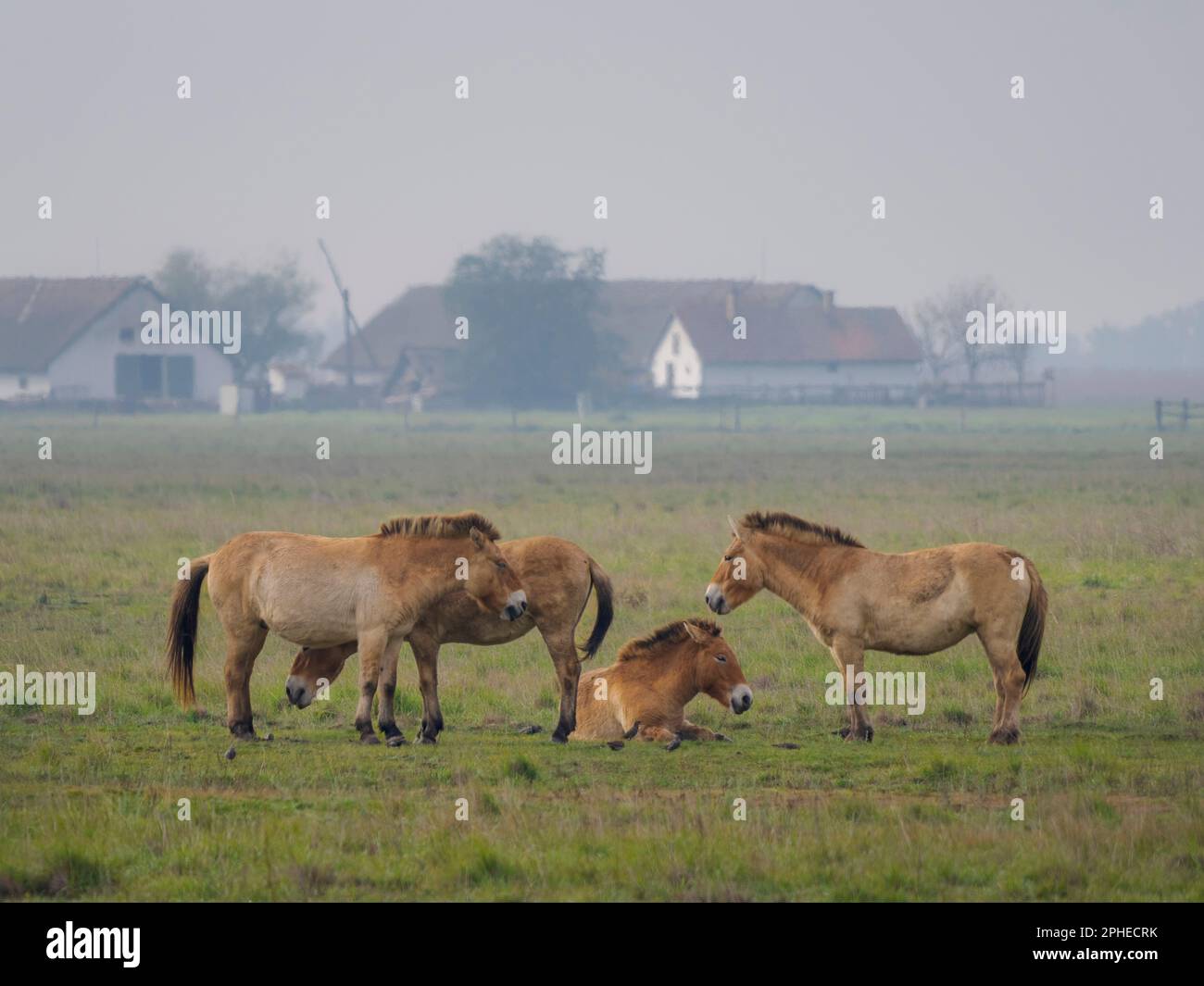 Przewalskis Horse or Takhi (Equus ferus przewalskii) on a free range area in the Hortobagy National Park, which is listed as UNESCO world heritage sit Stock Photo