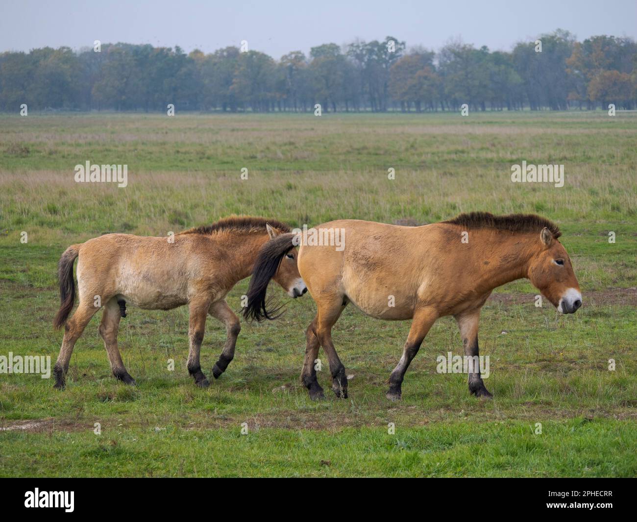 Przewalskis Horse or Takhi (Equus ferus przewalskii) on a free range area in the Hortobagy National Park, which is listed as UNESCO world heritage sit Stock Photo