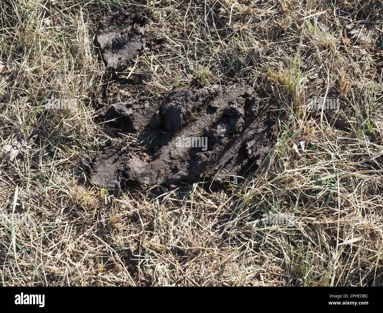 manure organic matter used as fertilizer in agriculture Stock Photo Alamy