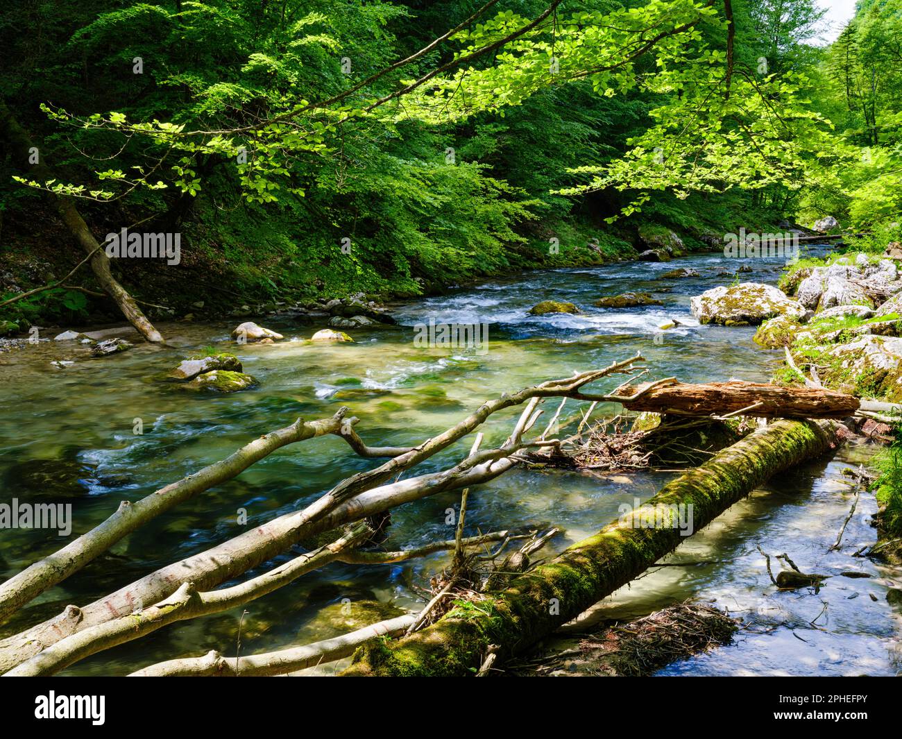 Creek Erlauf in the  Nature Park Oetscher-Tormaeuer in the Alps of Lower Austria. Europe, Austria, June Stock Photo