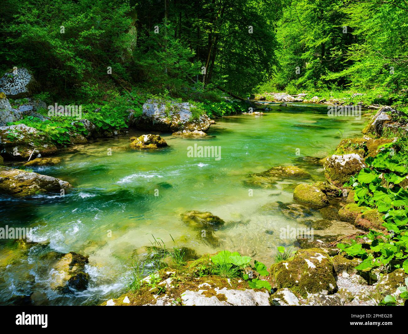 Creek Erlauf in the  Nature Park Oetscher-Tormaeuer in the Alps of Lower Austria. Europe, Austria, June Stock Photo