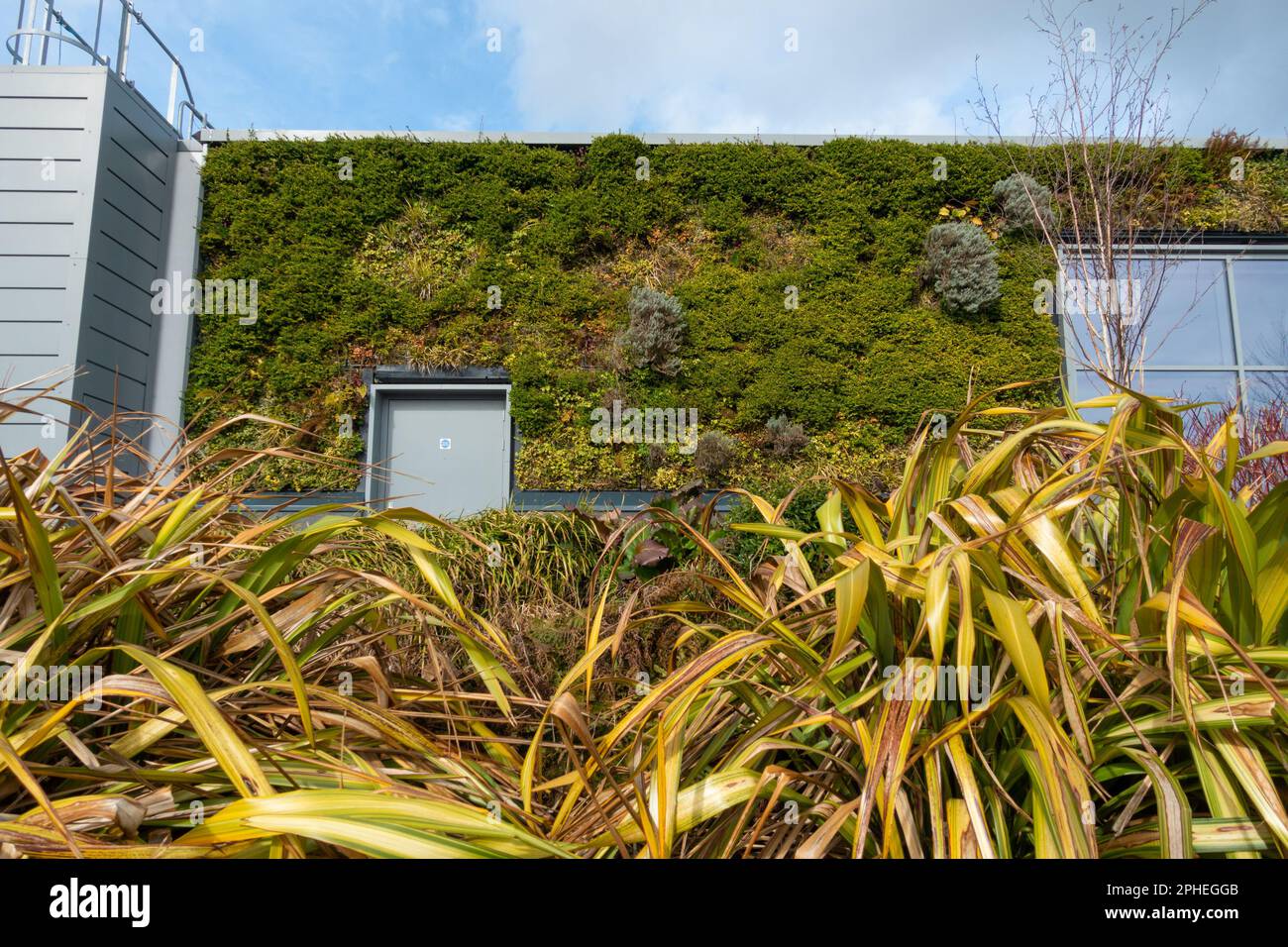 Living wall, ashford, kent, uk Stock Photo Alamy