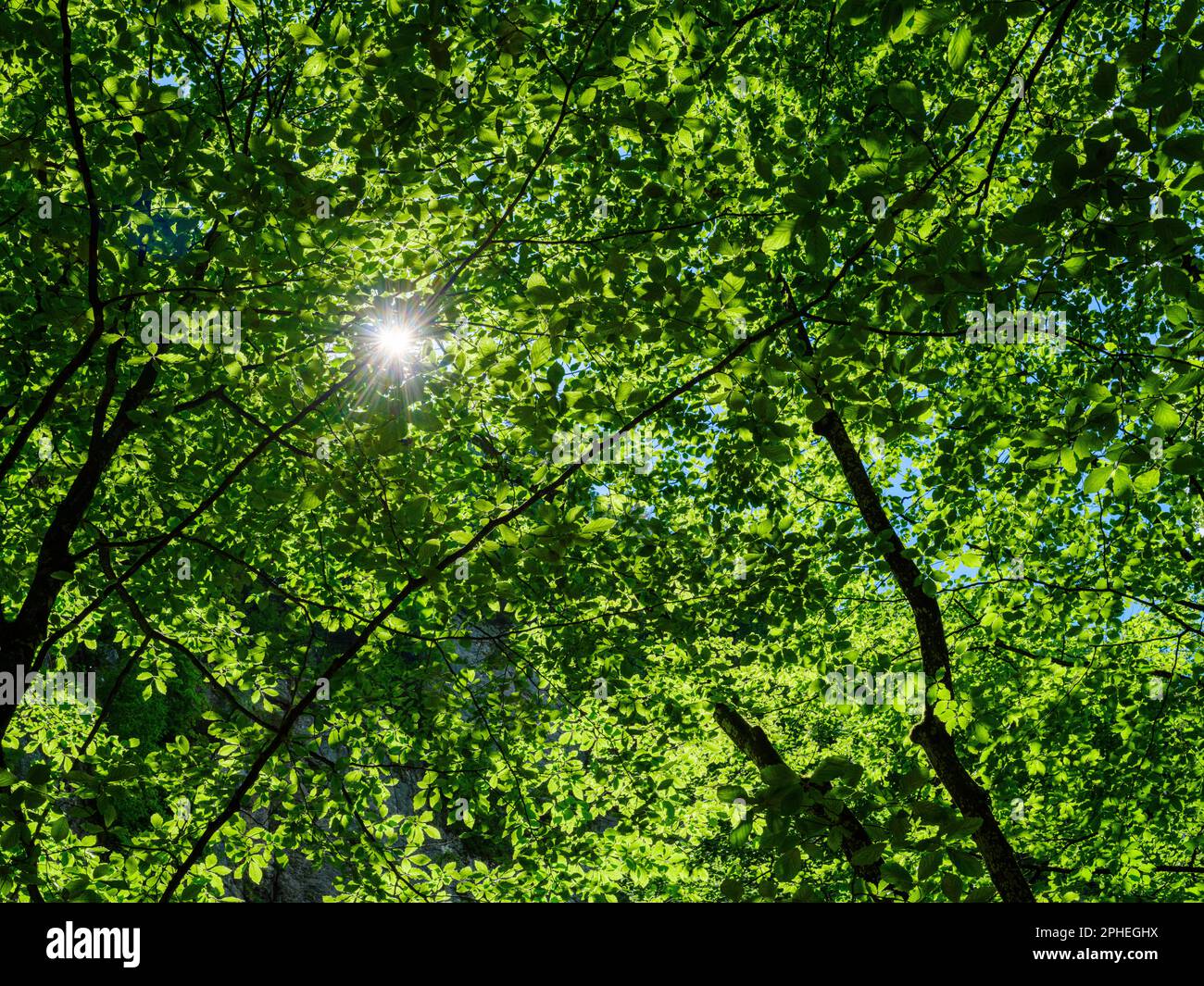 Beech forest canopy  (Fagus sylvatica) in the  Nature Park Oetscher-Tormaeuer in the Alps of Lower Austria. Europe, Austria, June Stock Photo