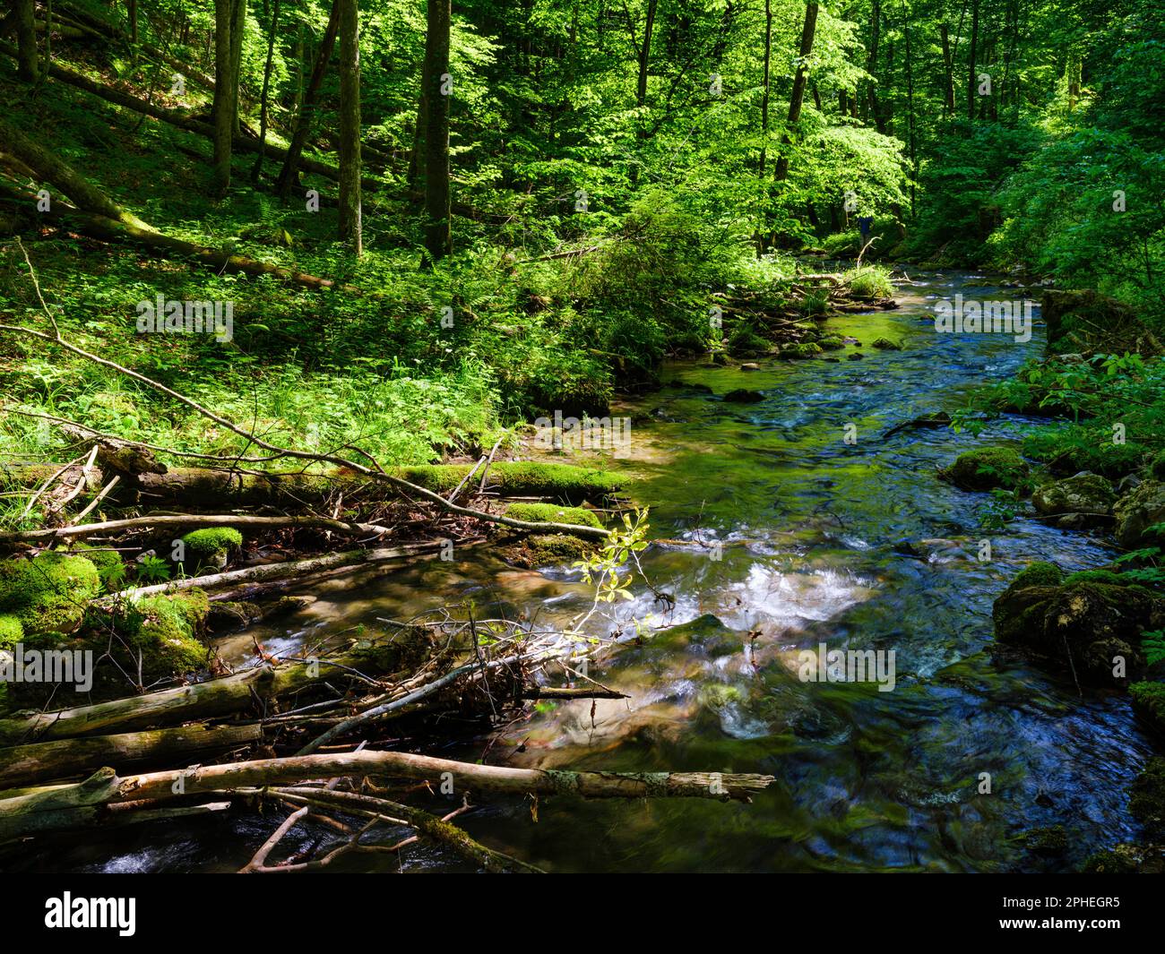 Creek Trefflingbach in the  Nature Park Oetscher-Tormaeuer in the Alps of Lower Austria. Europe, Austria, June Stock Photo