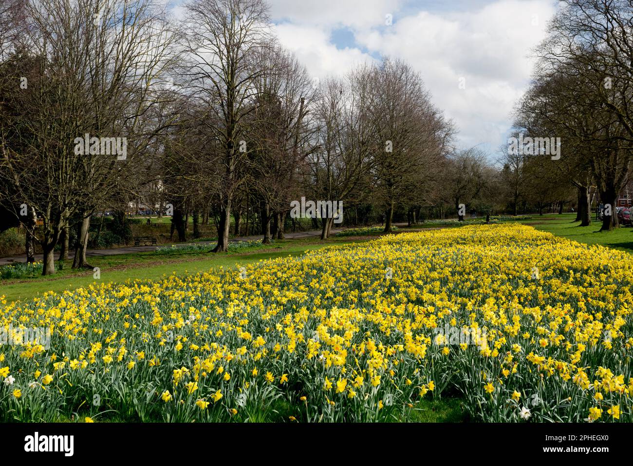 Daffodils in spring, York Walk, Leamington Spa, Warwickshire, England, UK Stock Photo Alamy