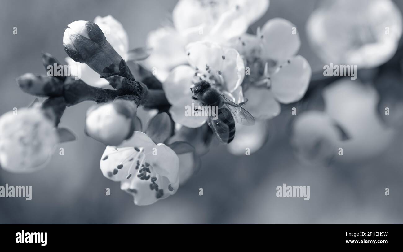 White, pink beautiful spring flowers on tree blooming in spring. Selective focus. High quality photo. Spring primrose. Apple trees in bloom, cherries. Stock Photo