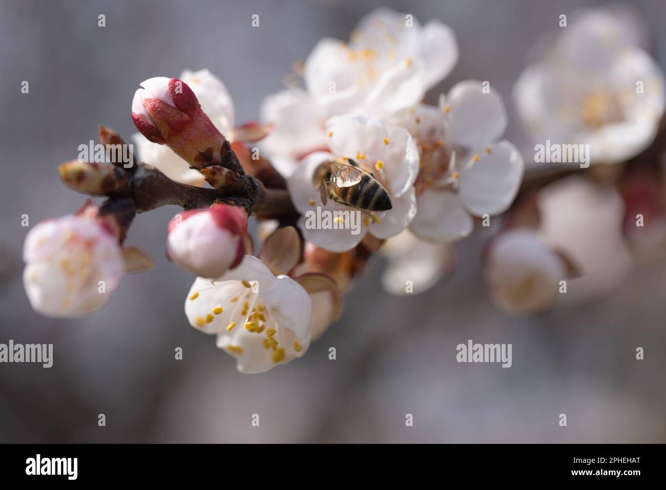 White, pink beautiful spring flowers on tree blooming in spring. Selective focus. High quality photo. Spring primrose. Apple trees in bloom, cherries. Stock Photo