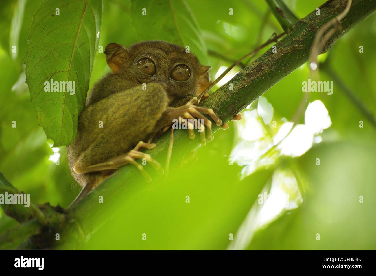 Tarsier camera 2024