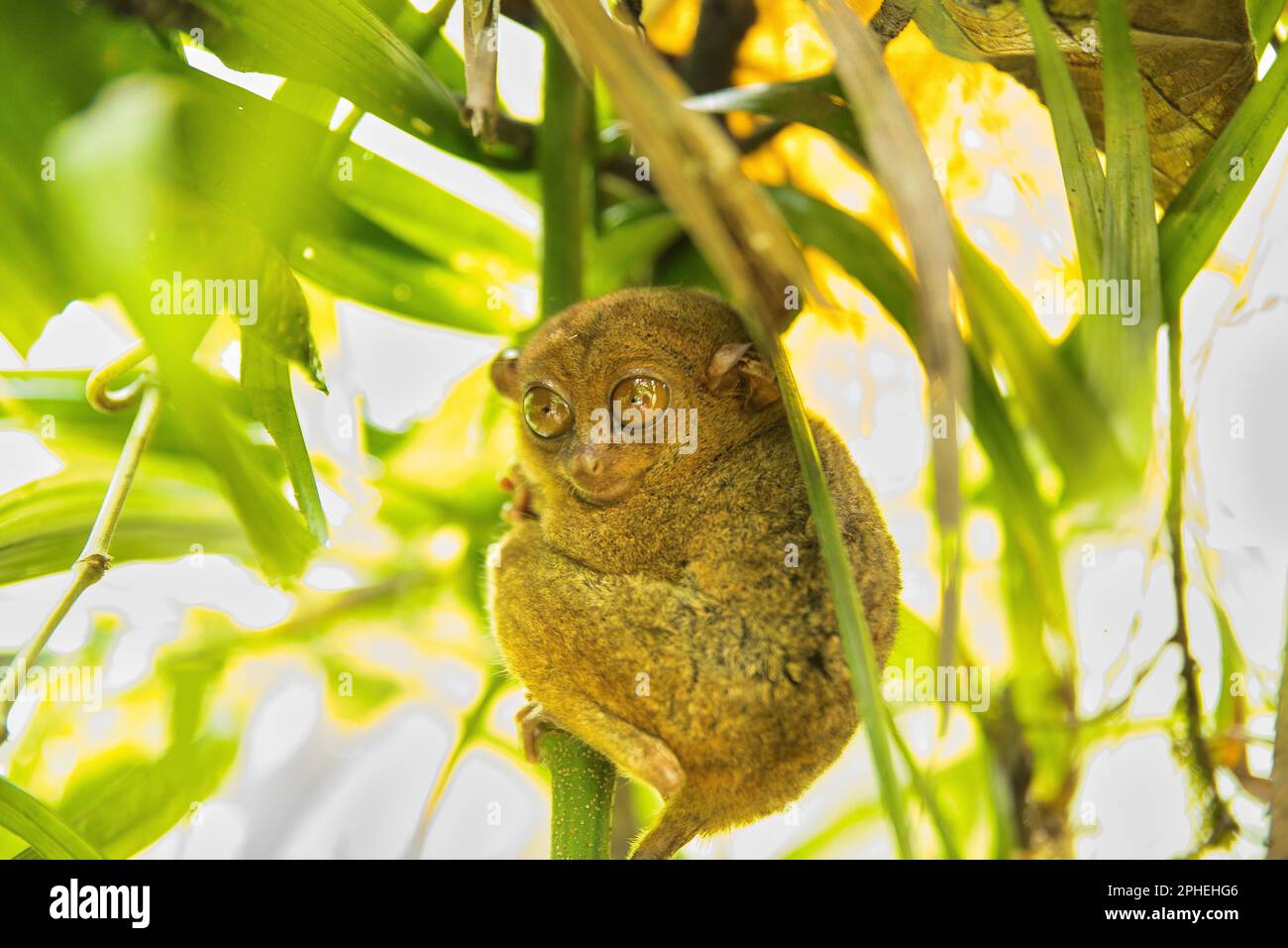 Full body close up of a tarsier holding on to a thin trunk, its big ...