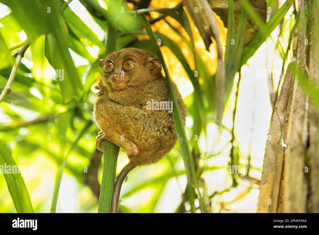 Full body close up of a tarsier holding on to a thin trunk, its big ...