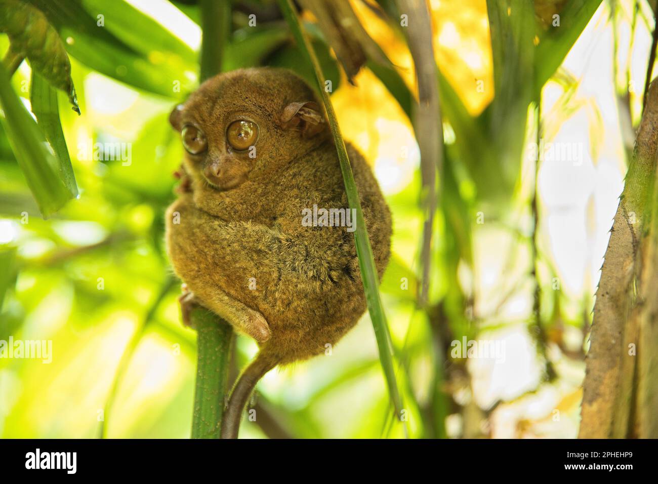 Full body close up of a tarsier holding on to a thin trunk, its big ...