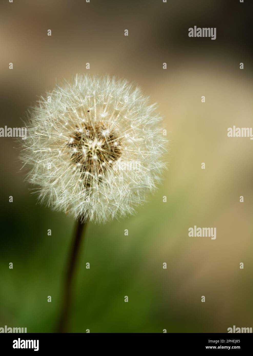 Close Up Of Dandelions Seed Stock Photo Alamy Close Up Of Dandelions Seed 2PHEJ85