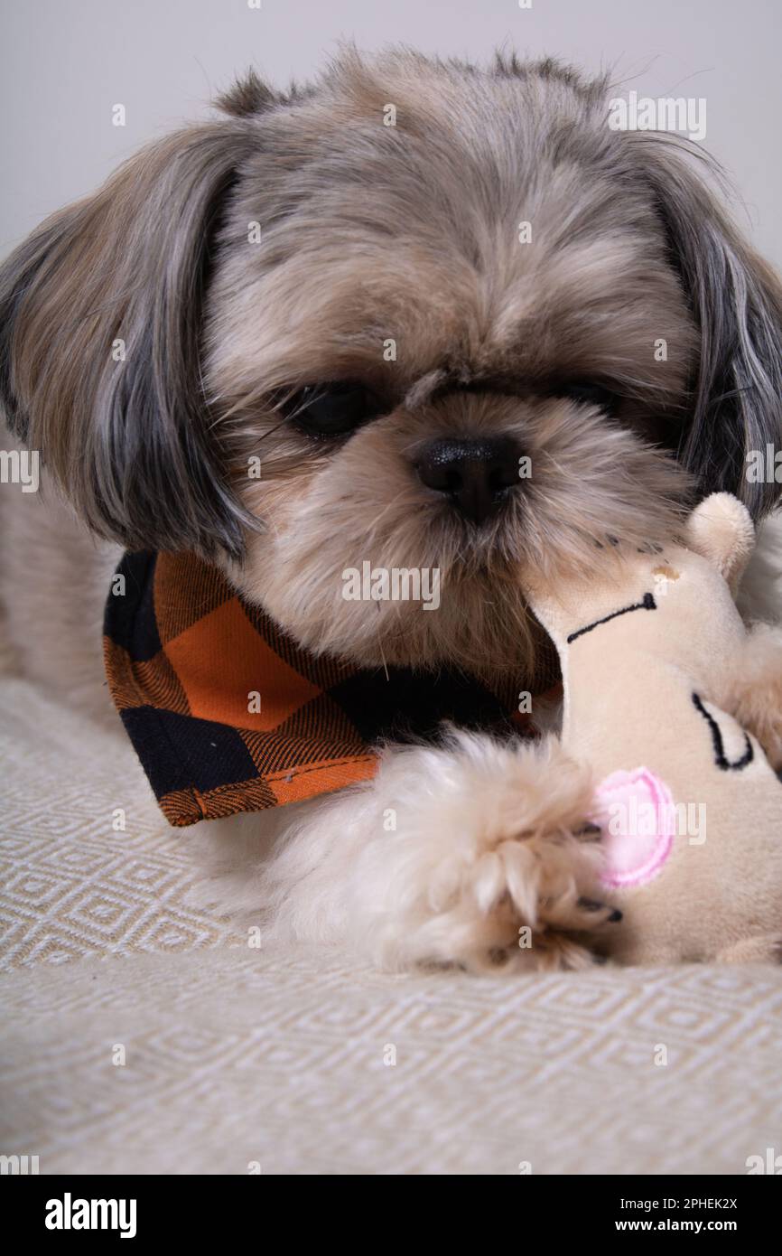 https://c8.alamy.com/comp/2PHEK2X/photo-of-a-dog-lying-down-and-holding-a-small-toy-in-his-teeth-2PHEK2X.jpg