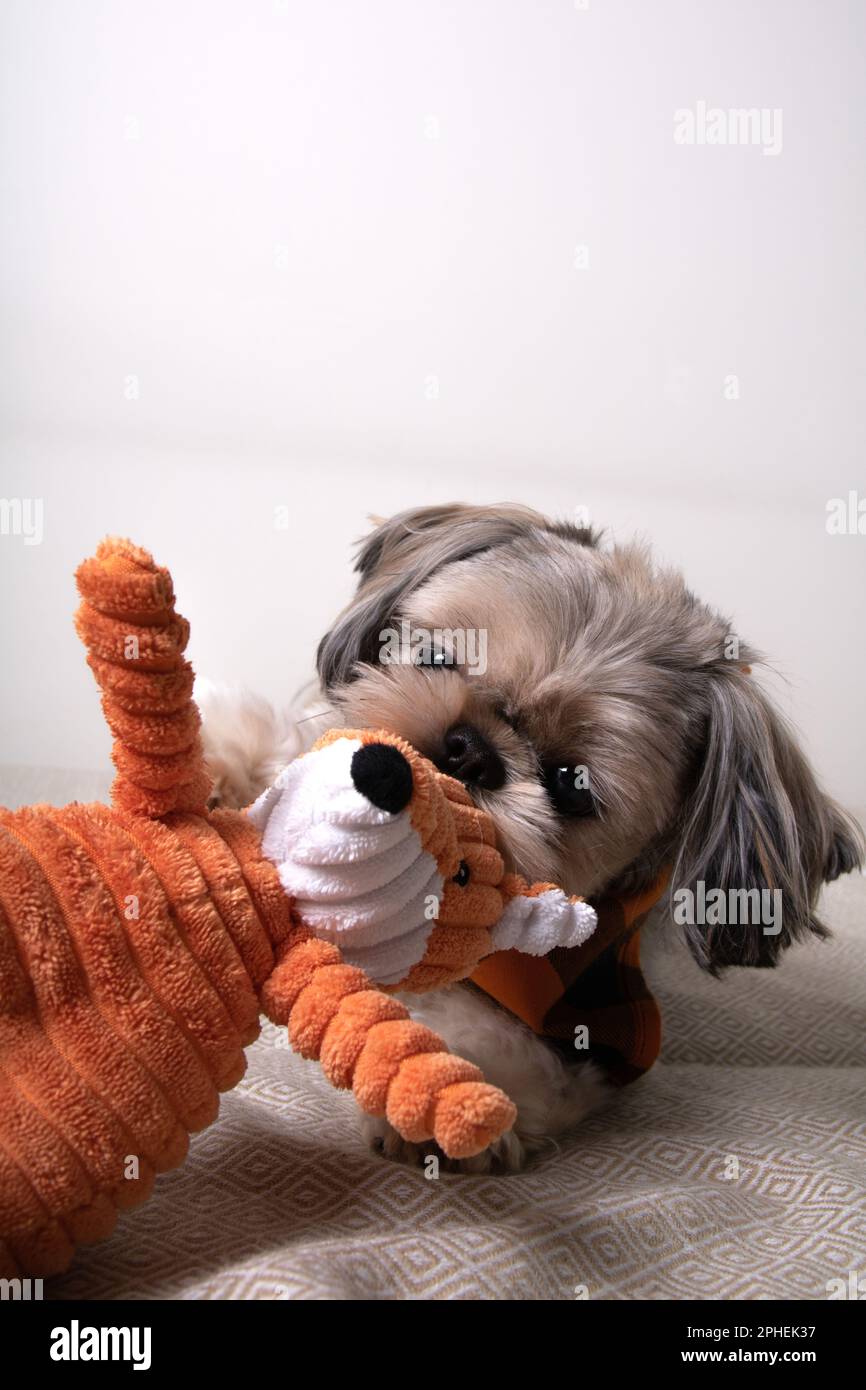 https://c8.alamy.com/comp/2PHEK37/photo-of-a-dog-lying-down-and-holding-a-toy-in-his-teeth-2PHEK37.jpg