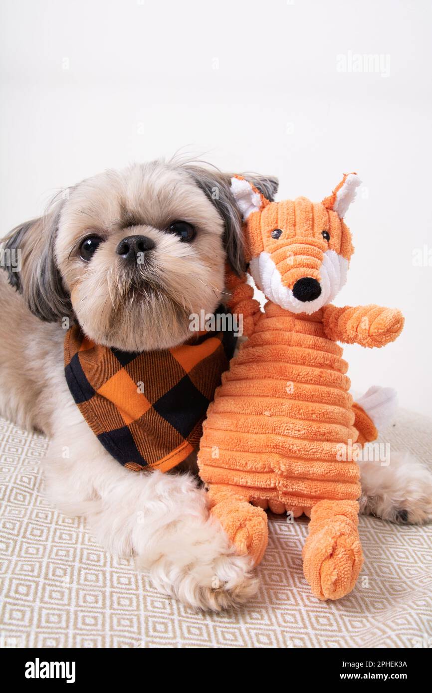 https://c8.alamy.com/comp/2PHEK3A/shih-tzu-a-small-breed-dog-looks-at-the-camera-with-a-toy-next-to-it-2PHEK3A.jpg