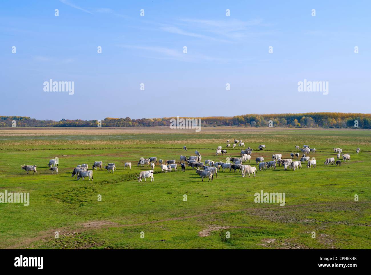 Hungarian Grey Cattle or Hungarian Steppe Cattle (bos primigenus hungaricus), an old and hardy rare cattle breed in the National Park Hortobagy. the N Stock Photo