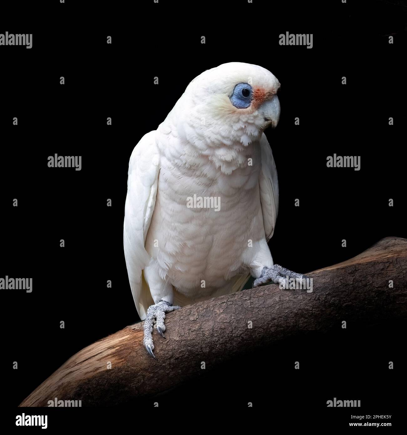 Long-billed corella, also known as a slender-billed corella, cacatua tenuirostris,perched on a tree and isolated over black background. This is a soci Stock Photo