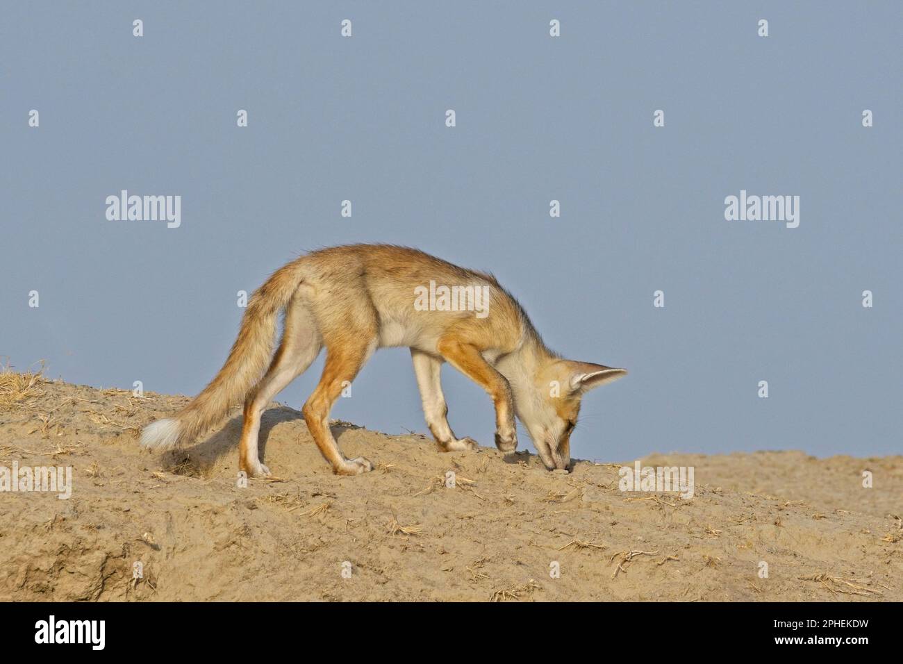 Desert fox (Vulpes vulpes pusilla), also known as the white-footed fox Stock Photo