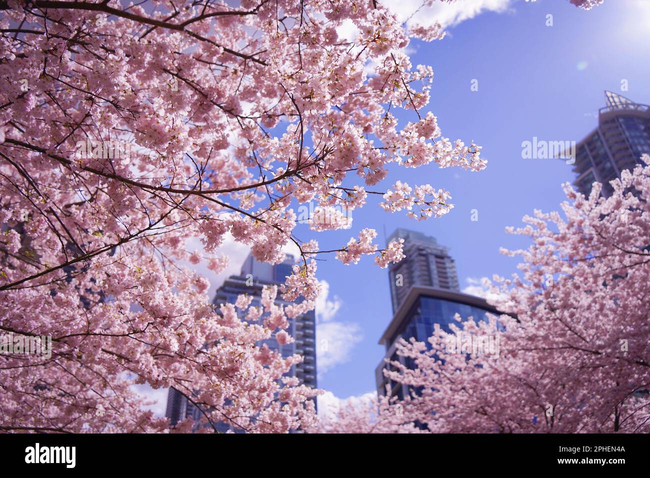 A picture of a lively outdoor scene featuring a cherry blossoms in full ...