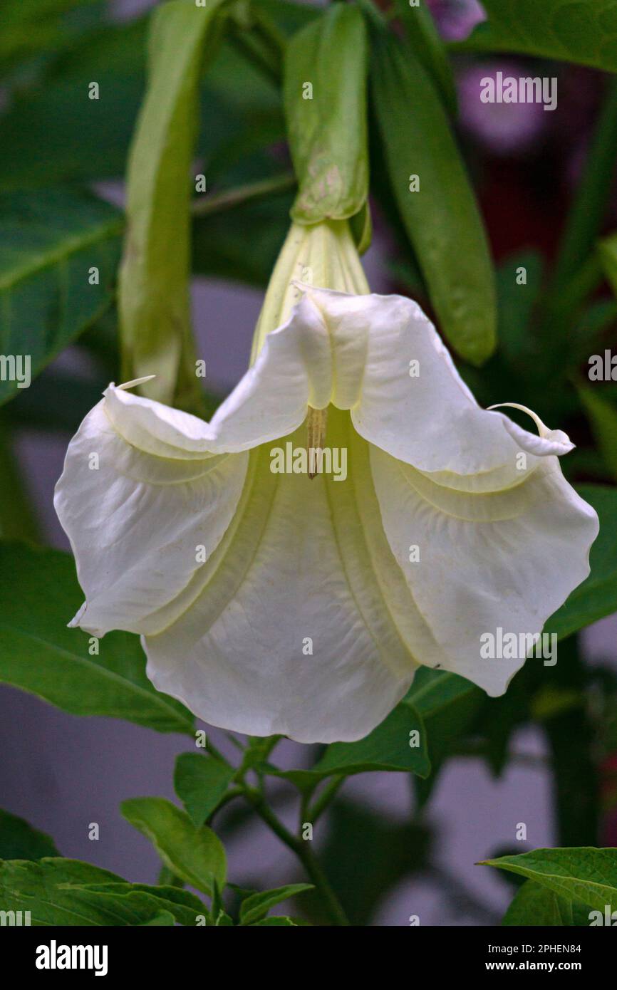 The poisonous flowers of Datura, called cornucopia, devil's trumpet