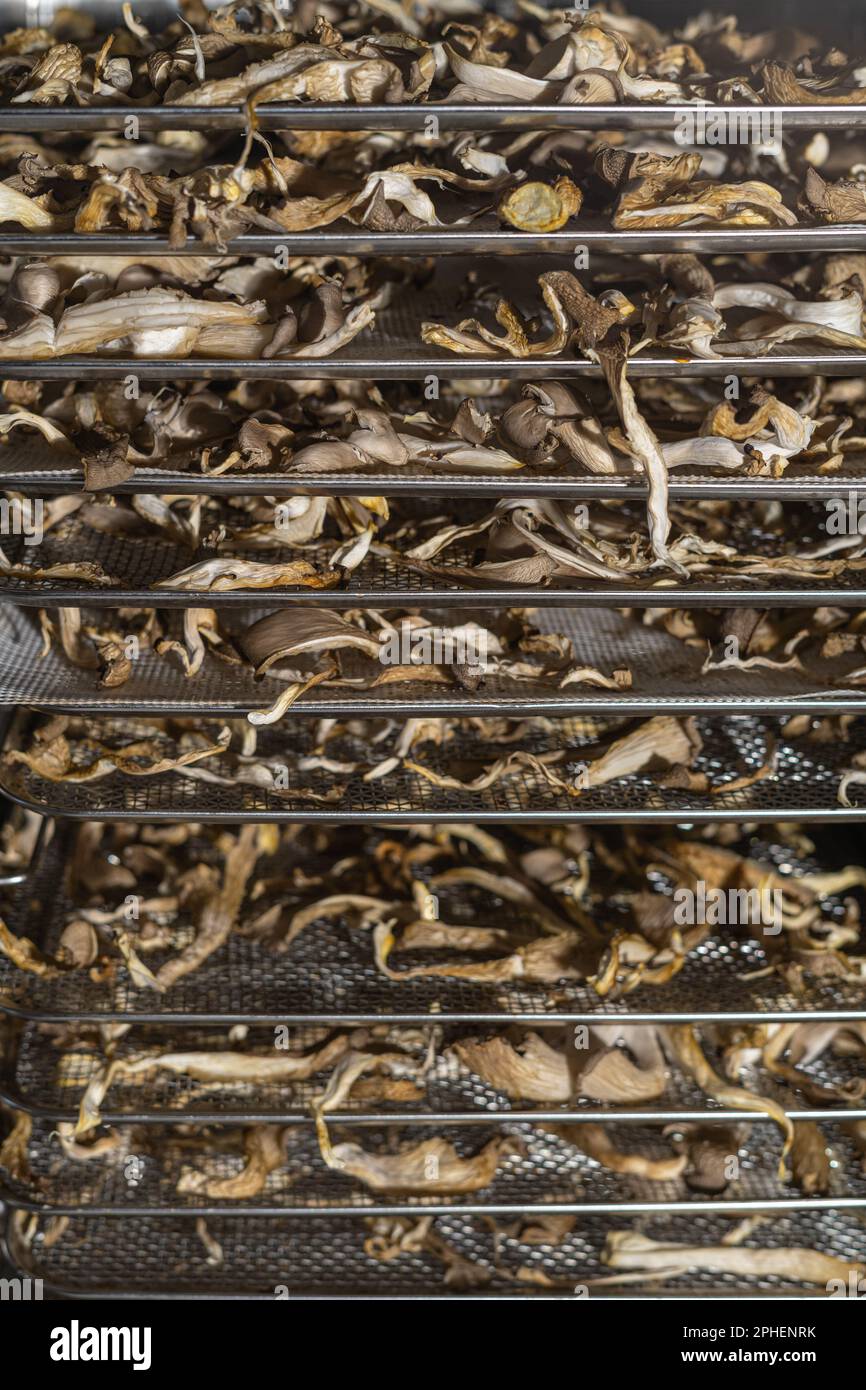 mushrooms drying in dehydrator Stock Photo Alamy