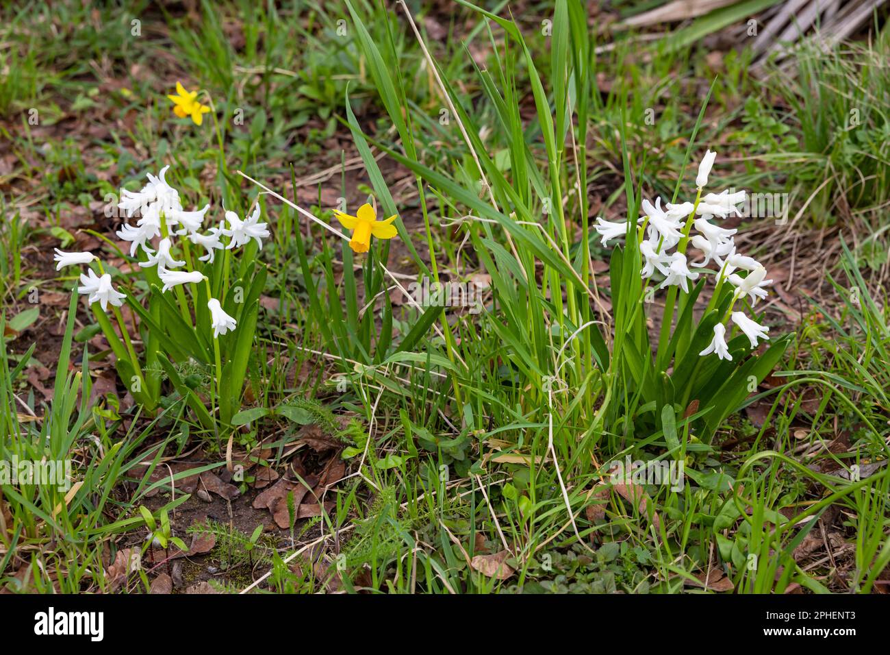 White snowdrops and single yellow daffodils as a messenger for spring in a meadow Stock Photo