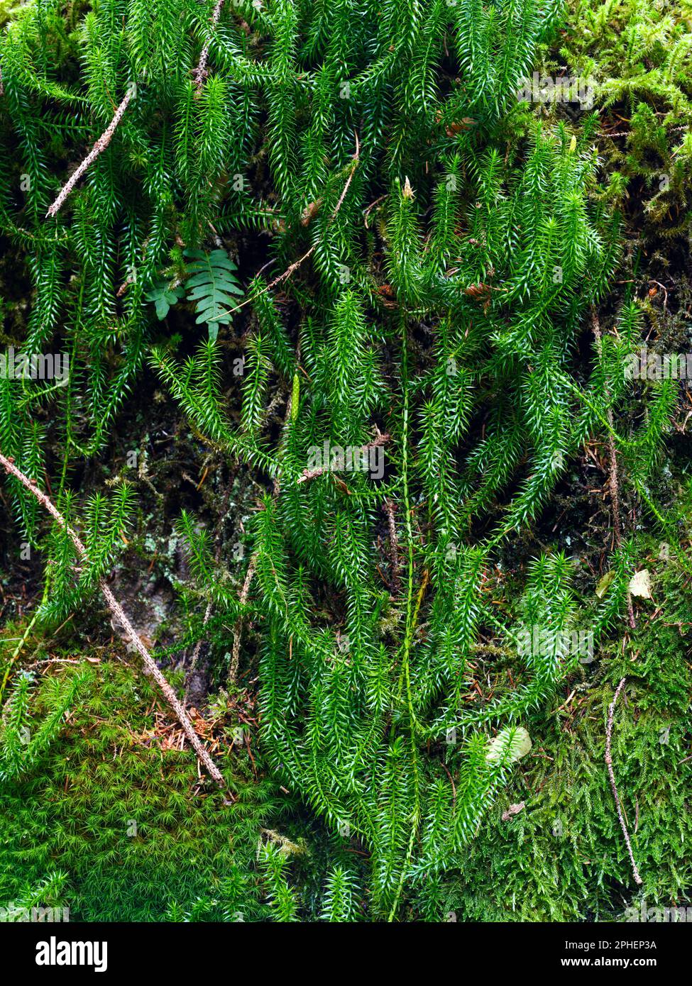 Common club moss or gound pine (Lycopodium clavatum).  Valley Val di Genova in the nature park  Adamello - Brenta in the province of Trentino in Italy Stock Photo