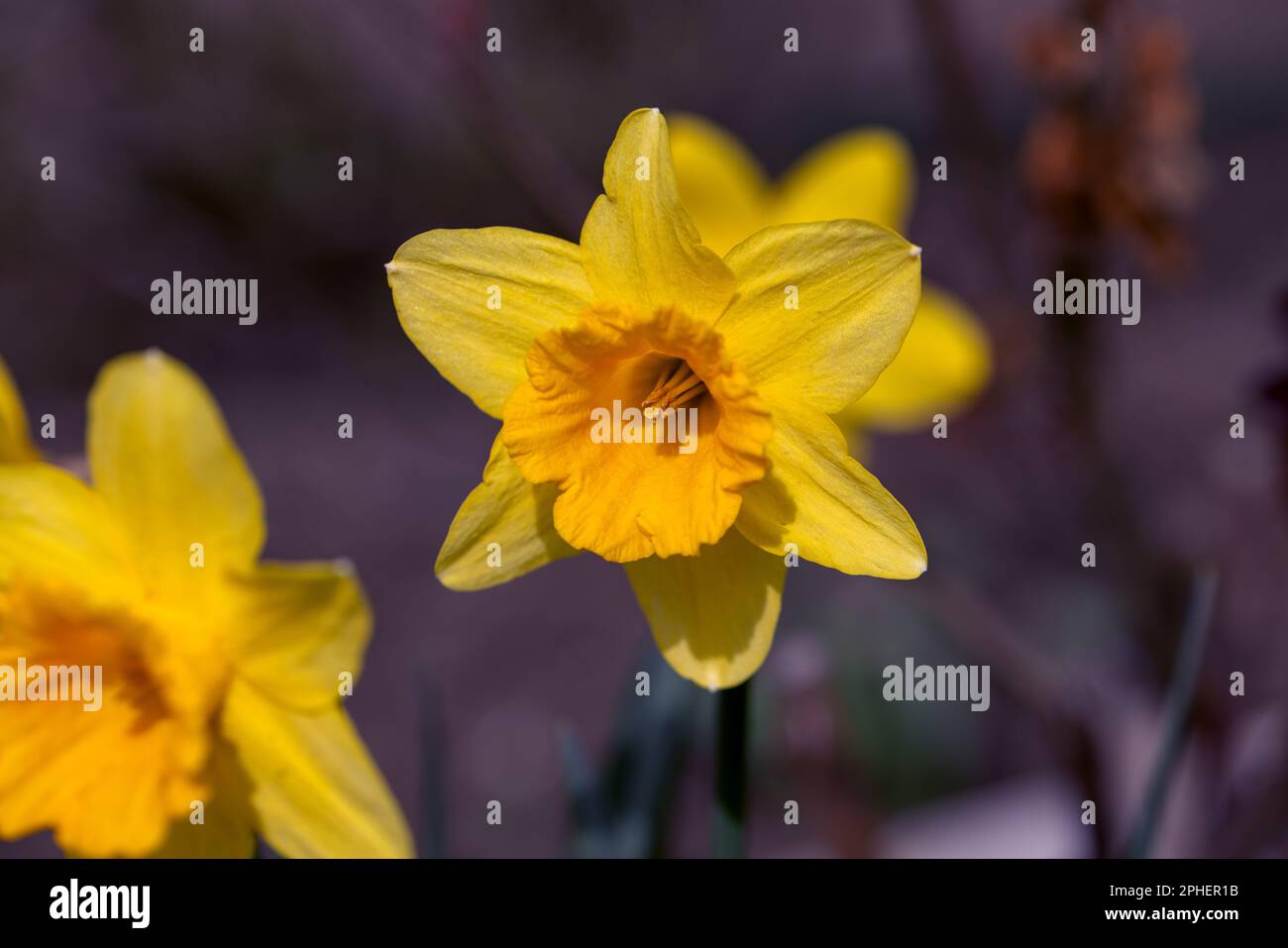 Flowers of yellow narcissus. Wonderful beautiful first spring flowers close-up in good quality. Beautiful floral background for a romantic greeting ca Stock Photo