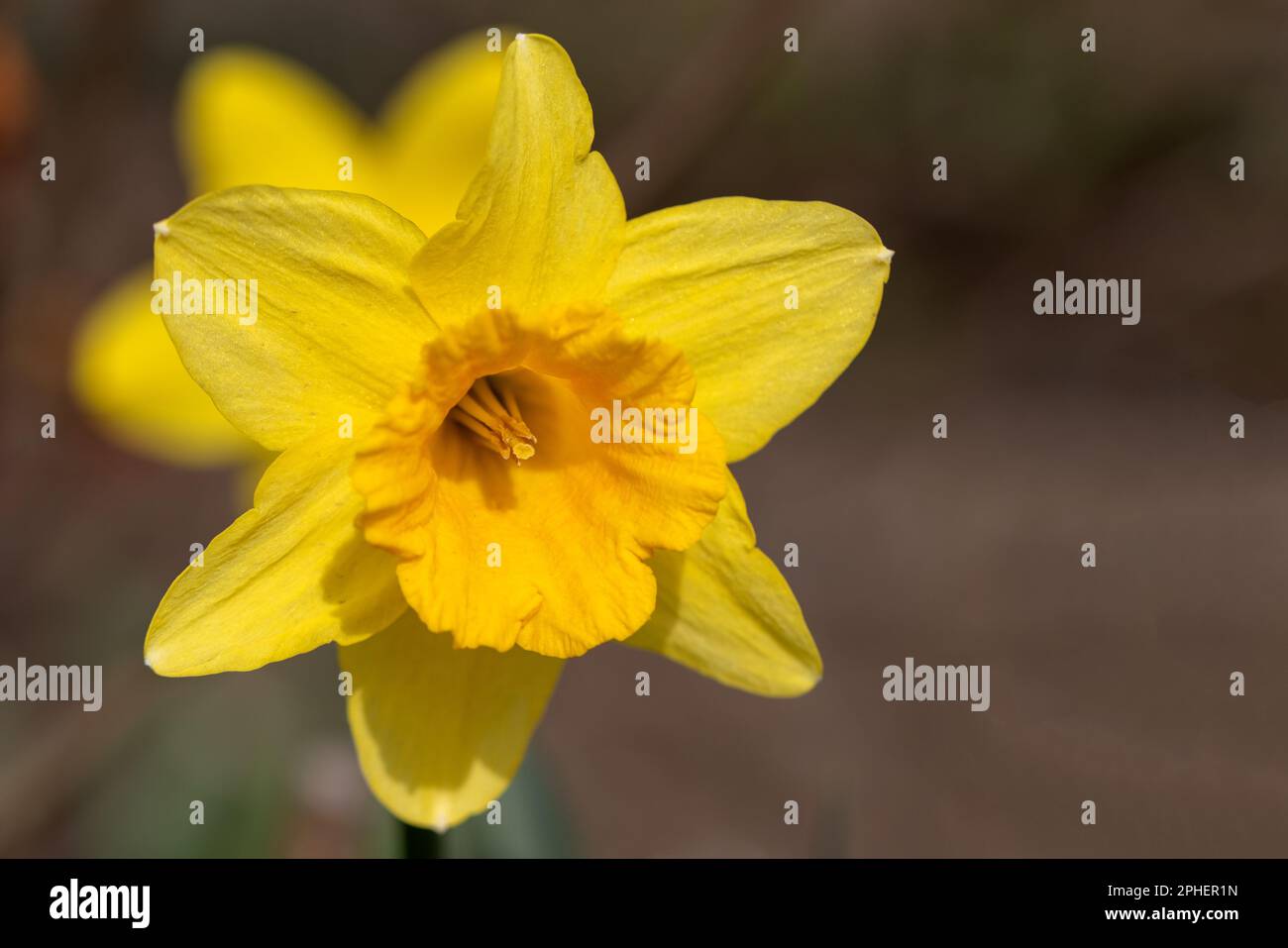 Flowers of yellow narcissus. Wonderful beautiful first spring flowers close-up in good quality. Beautiful floral background for a romantic greeting ca Stock Photo