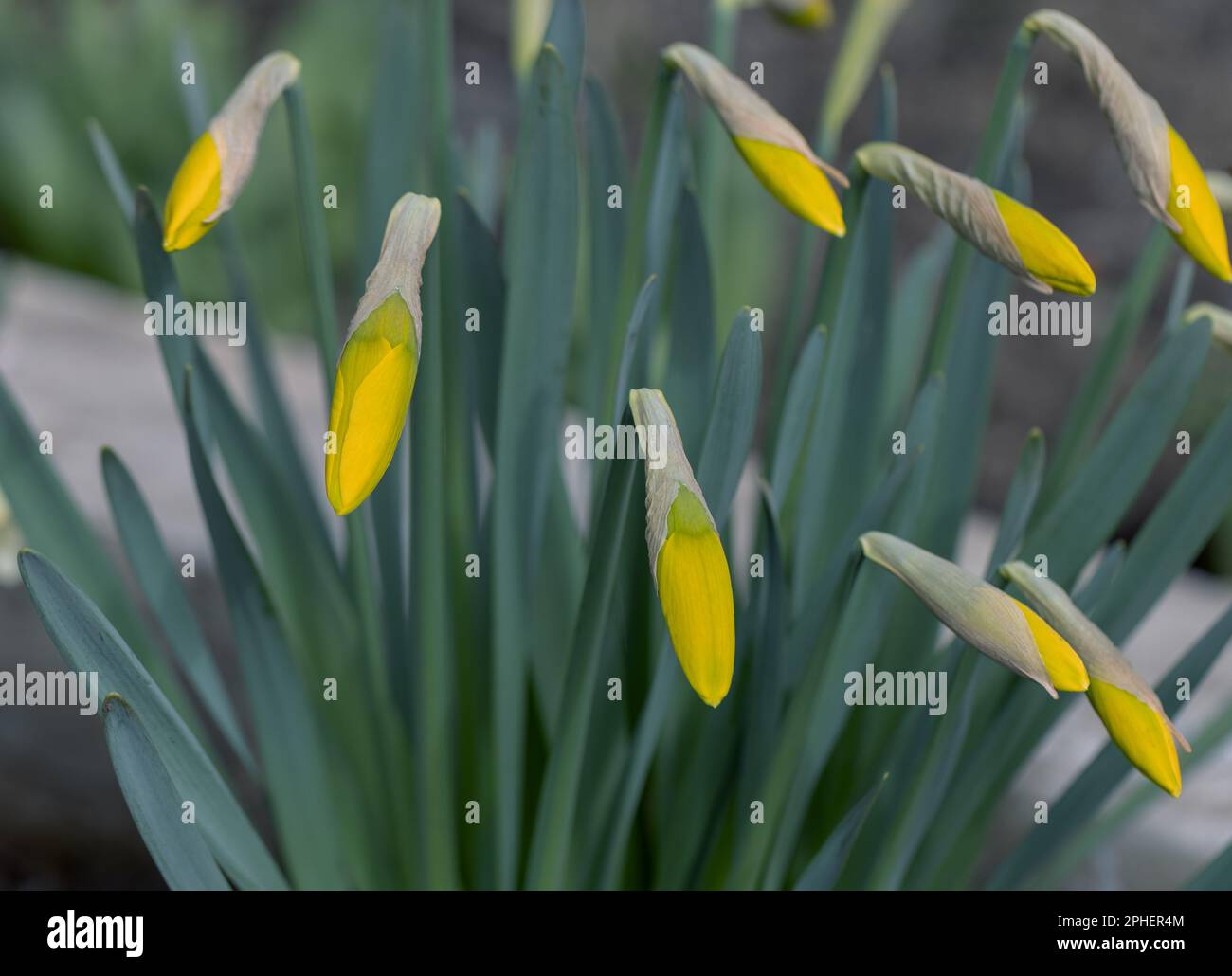 Flowers of yellow narcissus. Wonderful beautiful first spring flowers close-up in good quality. Beautiful floral background for a romantic greeting ca Stock Photo