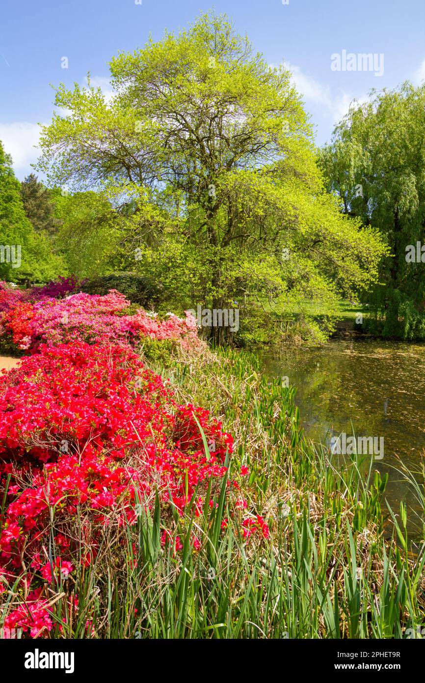 Isabella Plantation, Richmond Park, London, UK Stock Photo Alamy