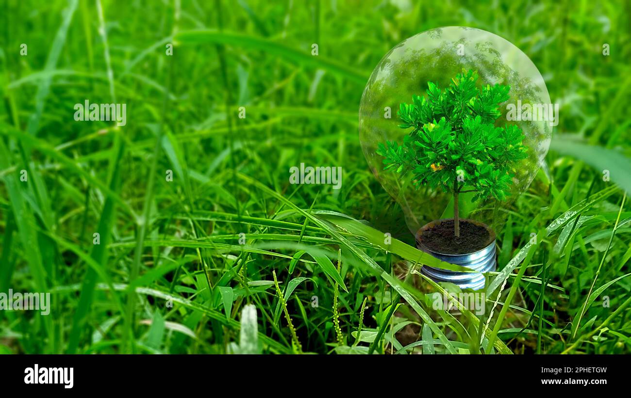 Green tree in a light bulb on green grass background. Ecology concept Stock Photo