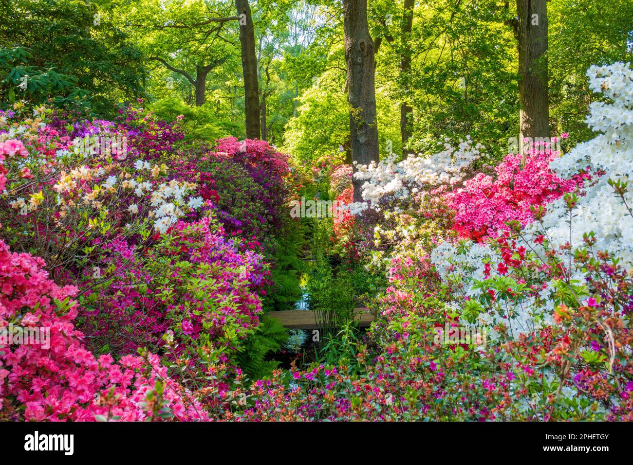 Stream overhung with flowering rhododendrons and azaleas, Isabella ...