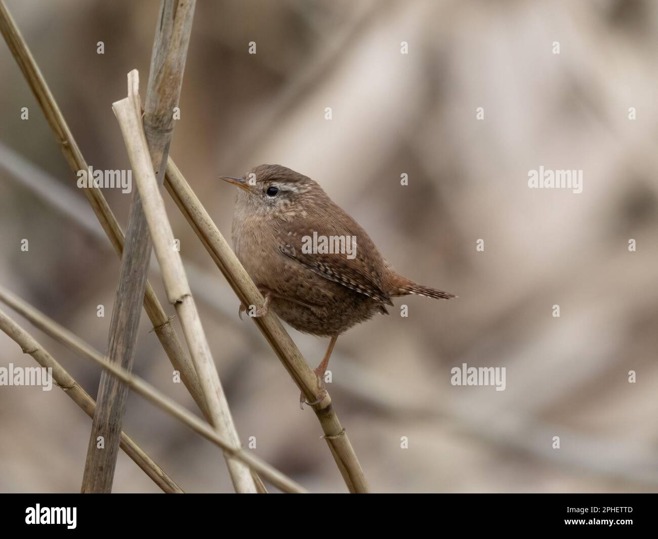 Wren (Troglodytes troglodytes Stock Photo Alamy