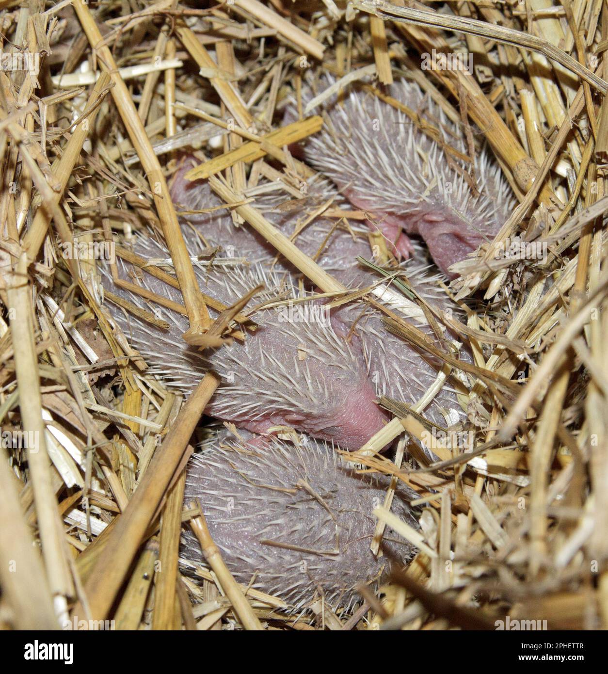 Baby hedgehogs in the nest. Newborn hoglet Stock Photo Alamy